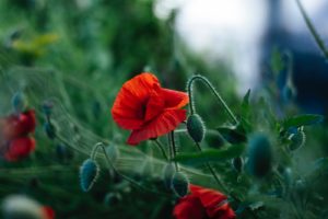 red flower in tilt shift lens